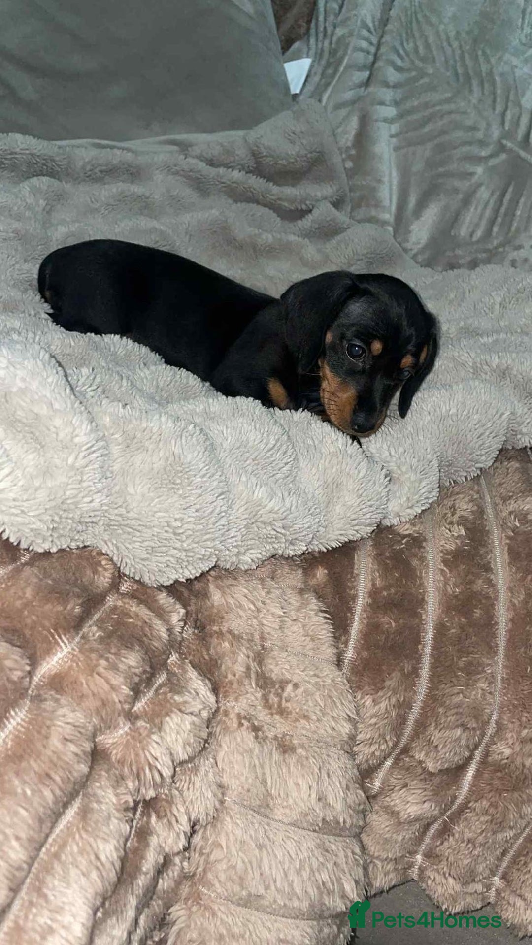 Miniature Dachshund dogs for sale: miniature dachshund puppy - Image 1