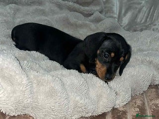 Miniature Dachshund dogs miniature dachshund puppy - Advert 9