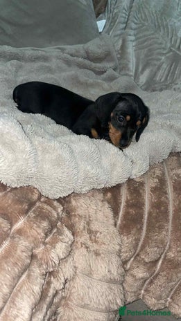 Miniature Dachshund dogs miniature dachshund puppy - Advert 1