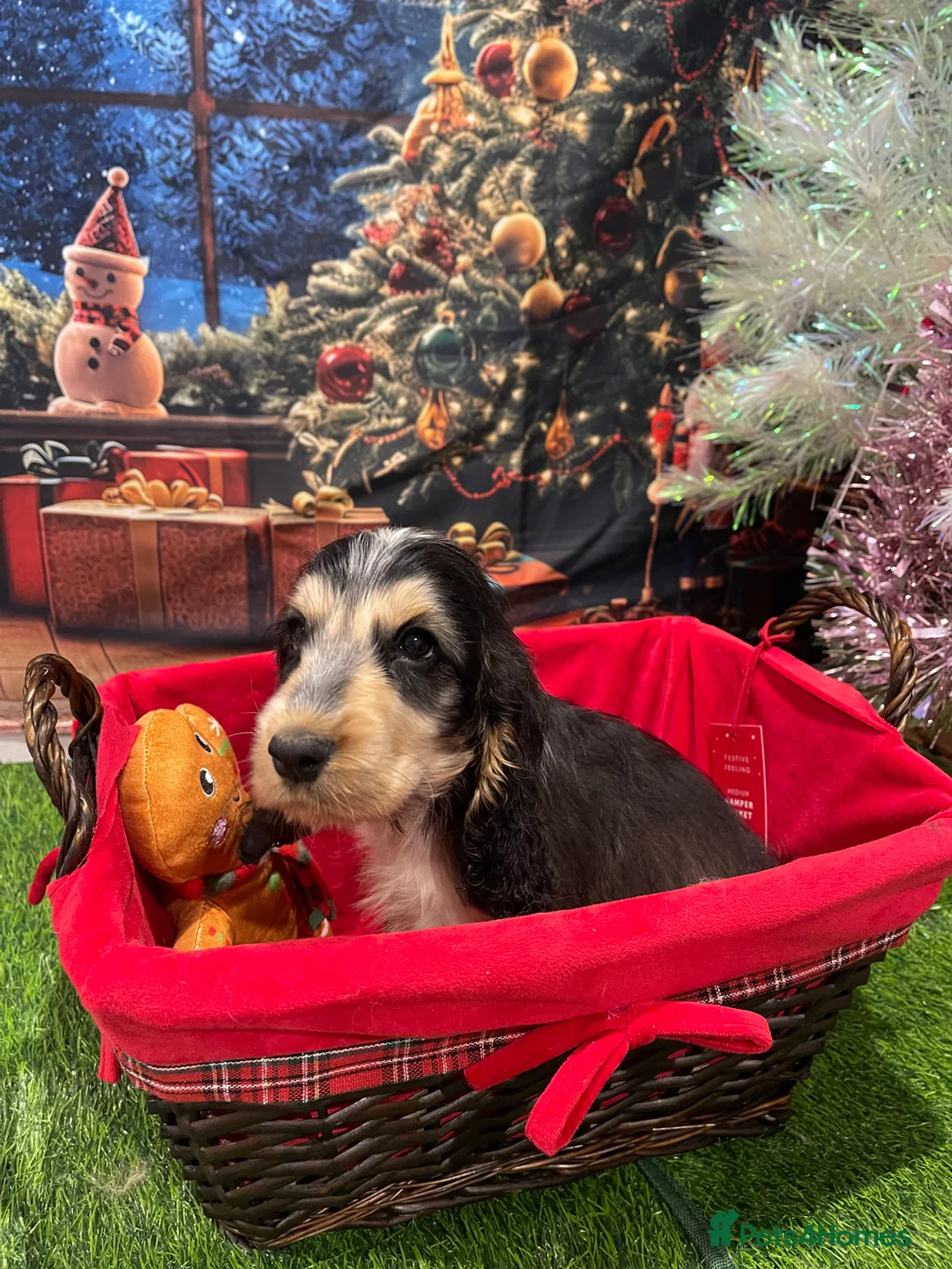 Cocker Spaniel dogs for sale: Quality litter of Show Type Cocker Spainels  - Advert 9