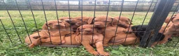 Hungarian Vizsla dogs for sale: 9 KC registered Hungarian Vizla puppies - Advert 7