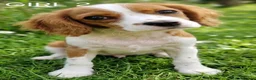 Cavalier King Charles Spaniel dogs for sale: Blenheim Cavalier King Charles Spaniel Puppies - Advert 4