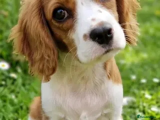 Cavalier King Charles Spaniel dogs Blenheim Cavalier King Charles Spaniel Puppies - Advert 4