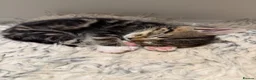 Mixed Breed cats for sale: Beautiful kittens looking for a forever home🐈🥹 - Advert 7