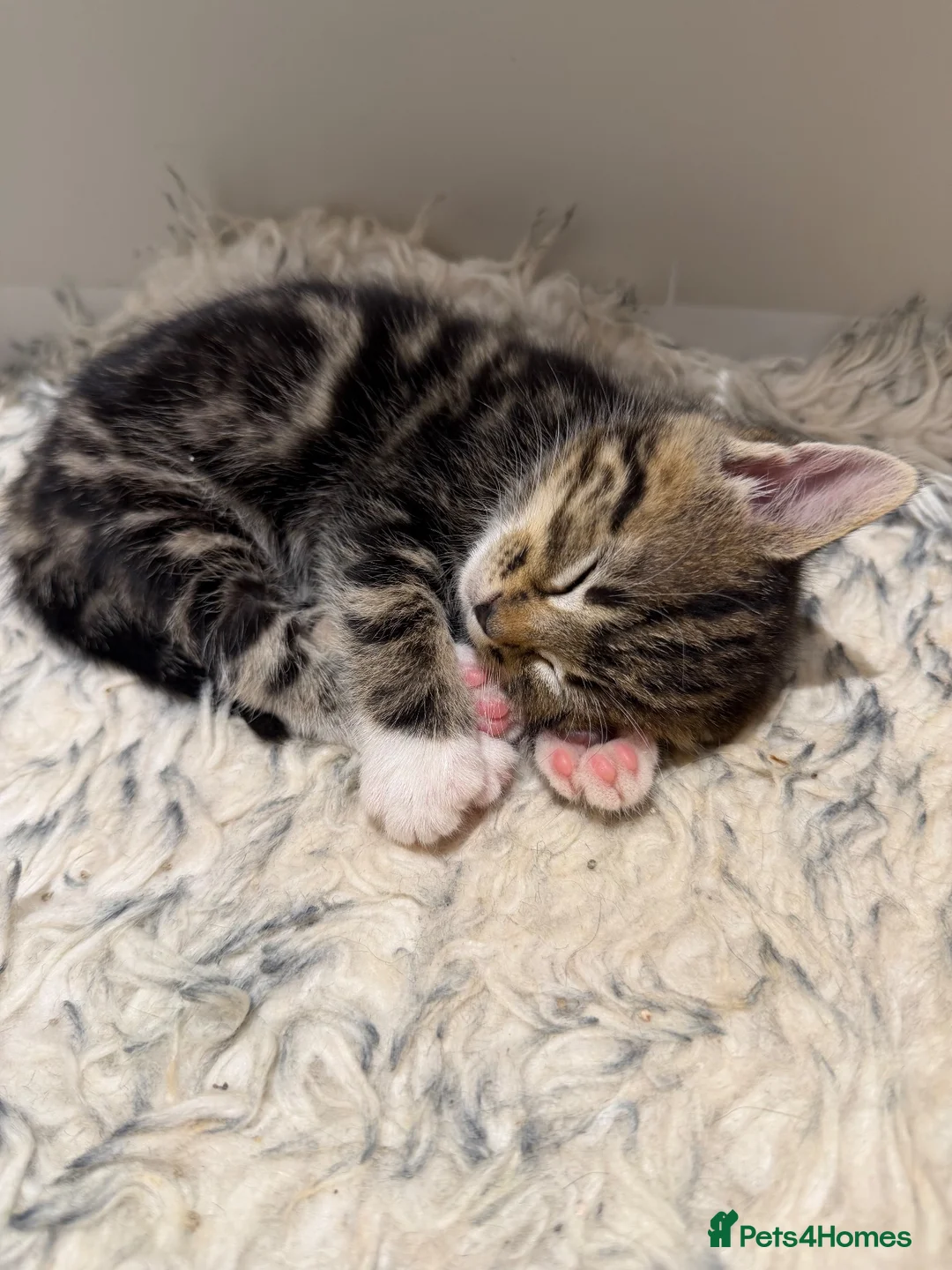 Mixed Breed cats for sale: Beautiful kittens looking for a forever home🐈🥹 - Advert 7