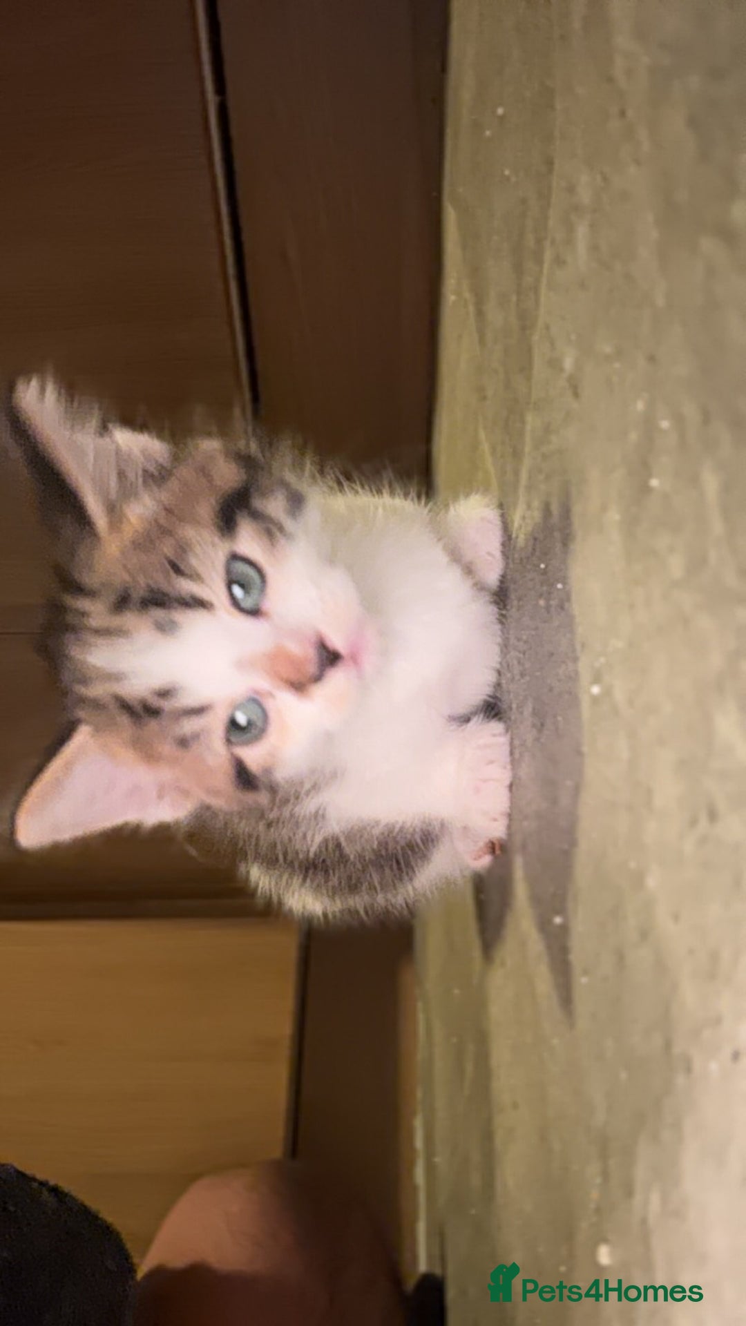 Domestic Shorthair cats for sale: 2 male kittens for sale  - Advert 4