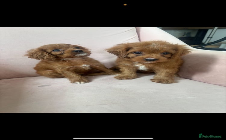 Cavapoo dogs - Advert 3