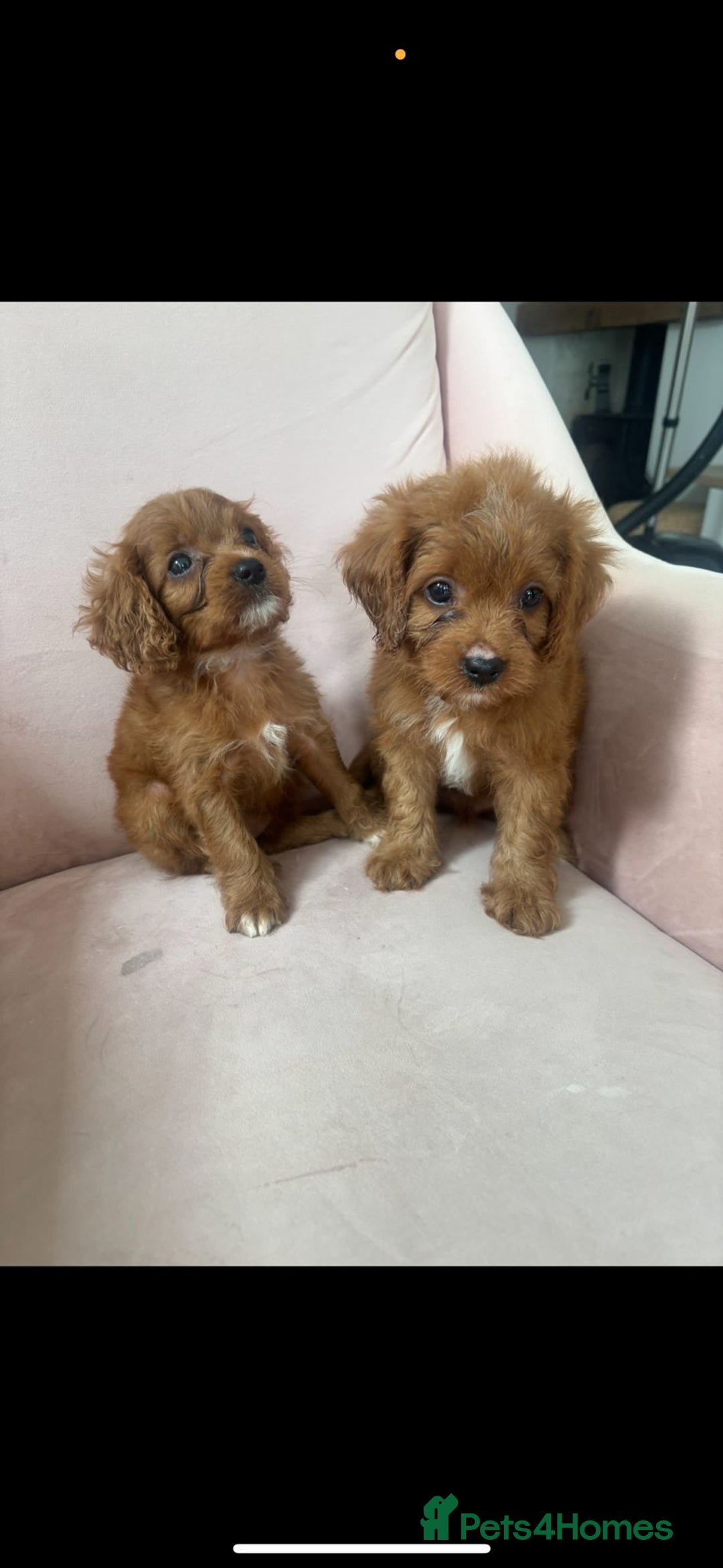 Cavapoo dogs for sale: Gorgeous Bright Red Cavapoos - Image 2