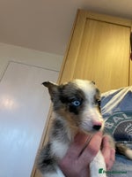 Border Collie dogs 4 Collie pups for sale - Advert 3