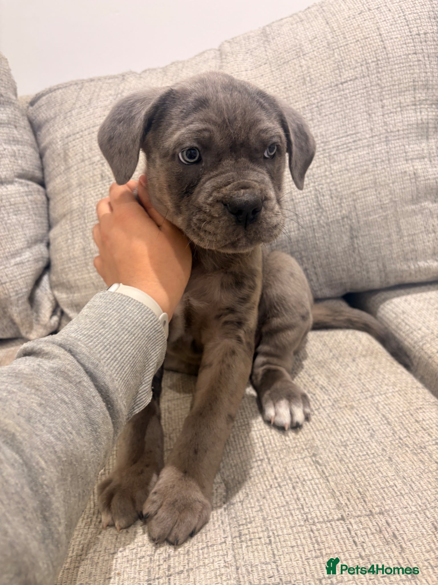 Mixed Breed dogs Puppies Vaccinated Ready to go!  - Advert 1