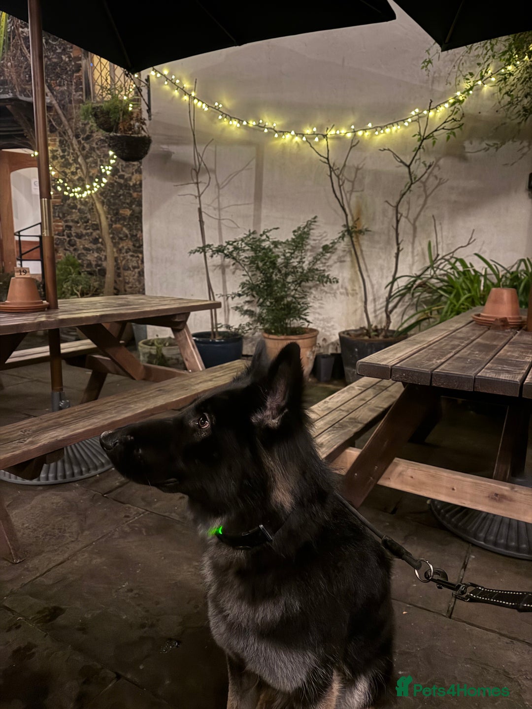 German Shepherd dogs for sale: Zeta -Working Line German Shepard - Advert 3