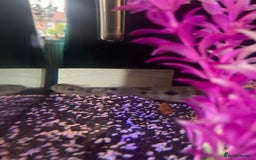 Cichlids fish for sale: Convict Cichlid  - Image 5