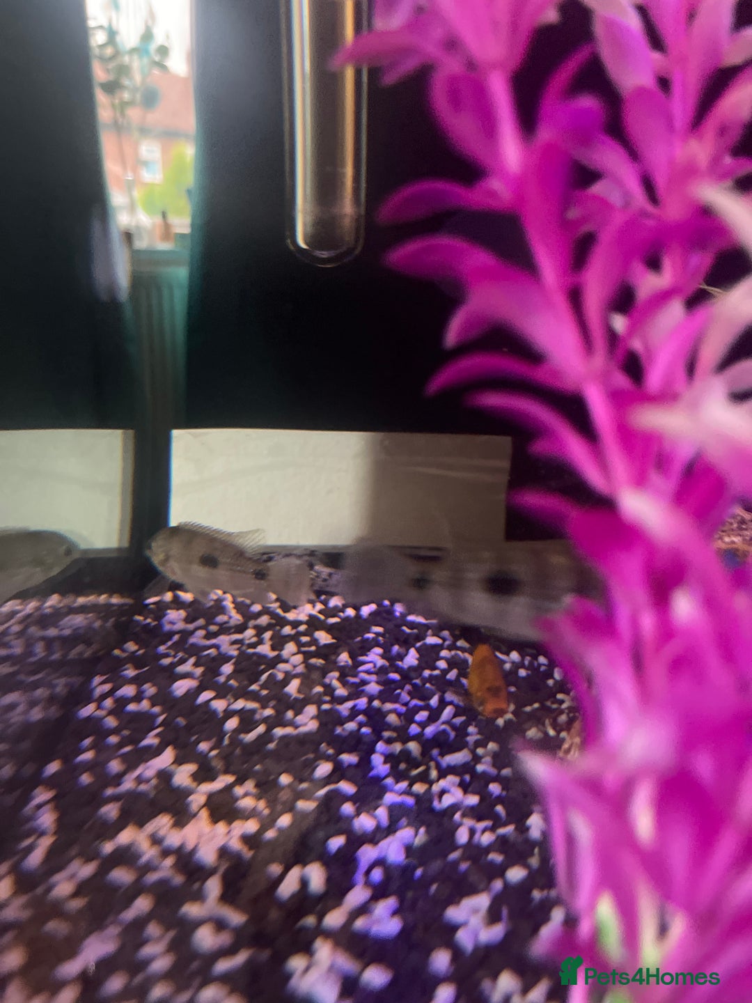 Cichlids fish for sale: Convict Cichlid  - Image 5