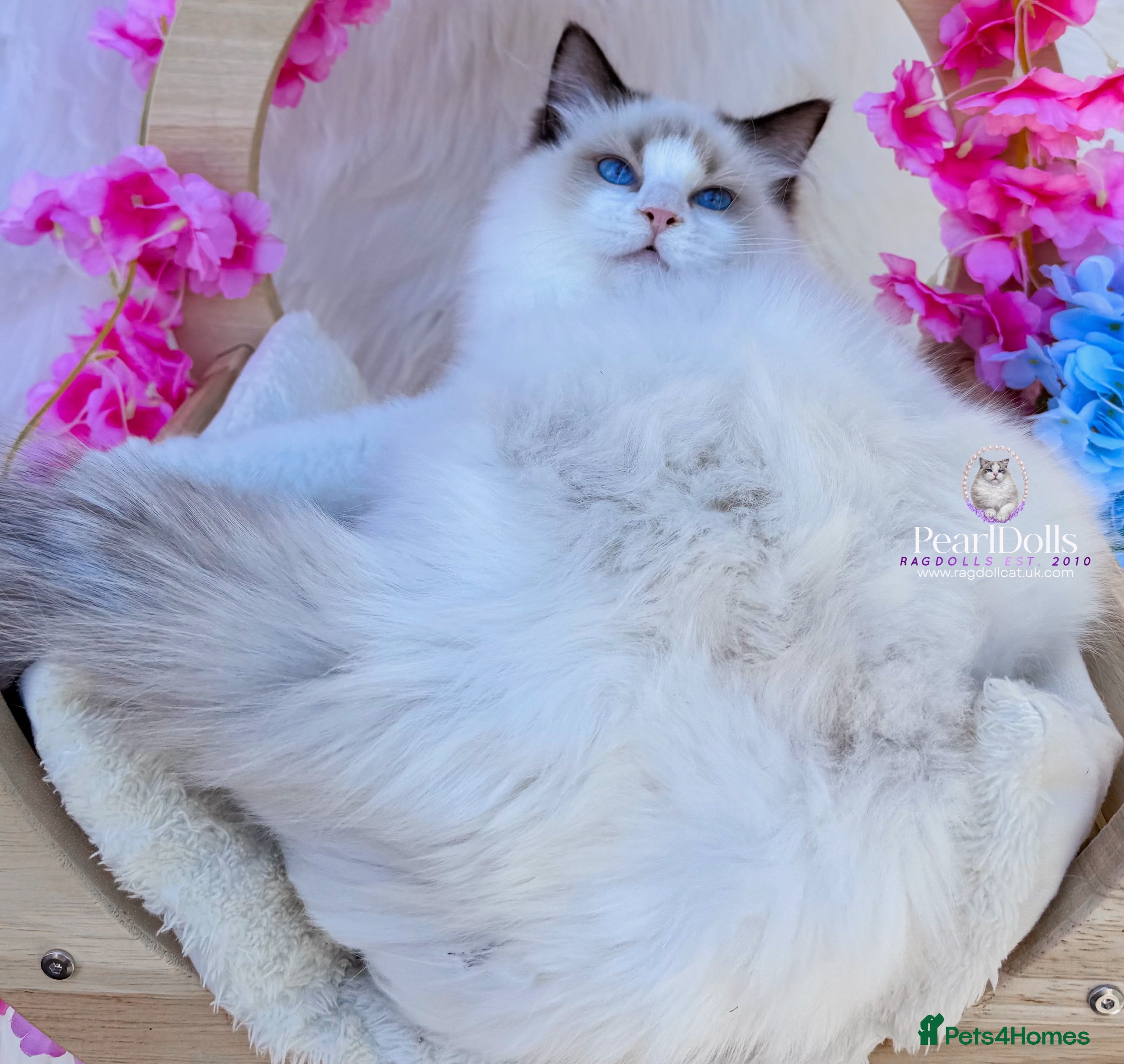 Ragdoll cats ⭐️AWARD WINNING GCCF CATTERY RAGDOLL KITTENS⭐️ - Advert 2