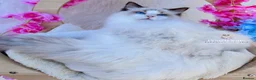 Ragdoll cats for sale: ⭐️AWARD WINNING GCCF CATTERY RAGDOLL KITTENS⭐️ - Advert 6