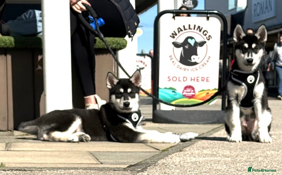 Siberian Husky dogs Siberian huskies ♥️ - Advert 8