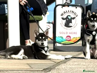 Siberian Husky dogs Siberian huskies ♥️ - Advert 8