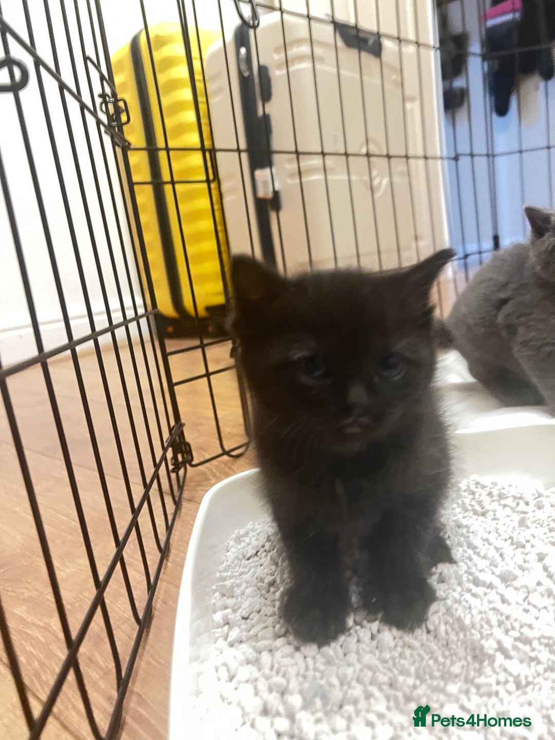 Mixed Breed cats for sale: Beautiful mixed bread kittens  - Image 13