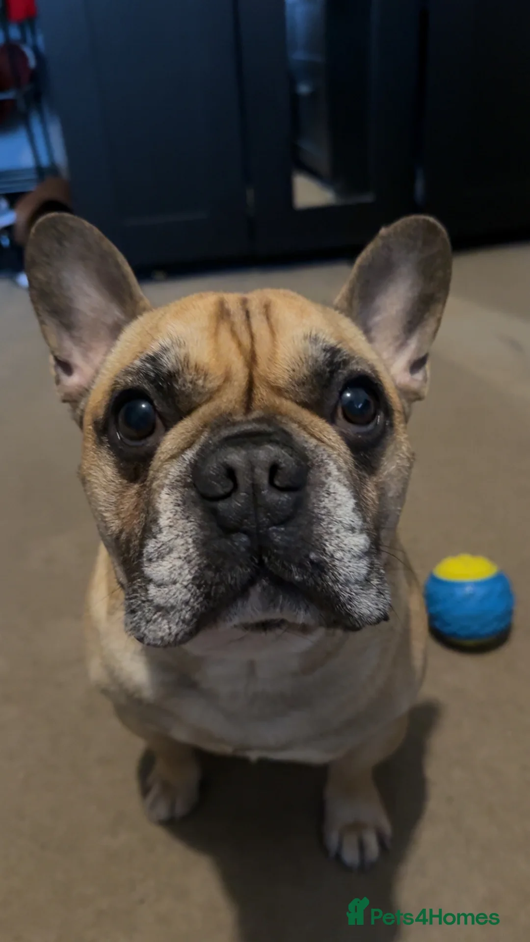 French Bulldog dogs for sale: Hugo 5 Year old French Bulldog - Advert 3