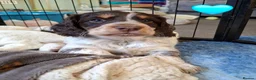 Cocker Spaniel dogs for sale: Working cocker spaniel puppies - Advert 2