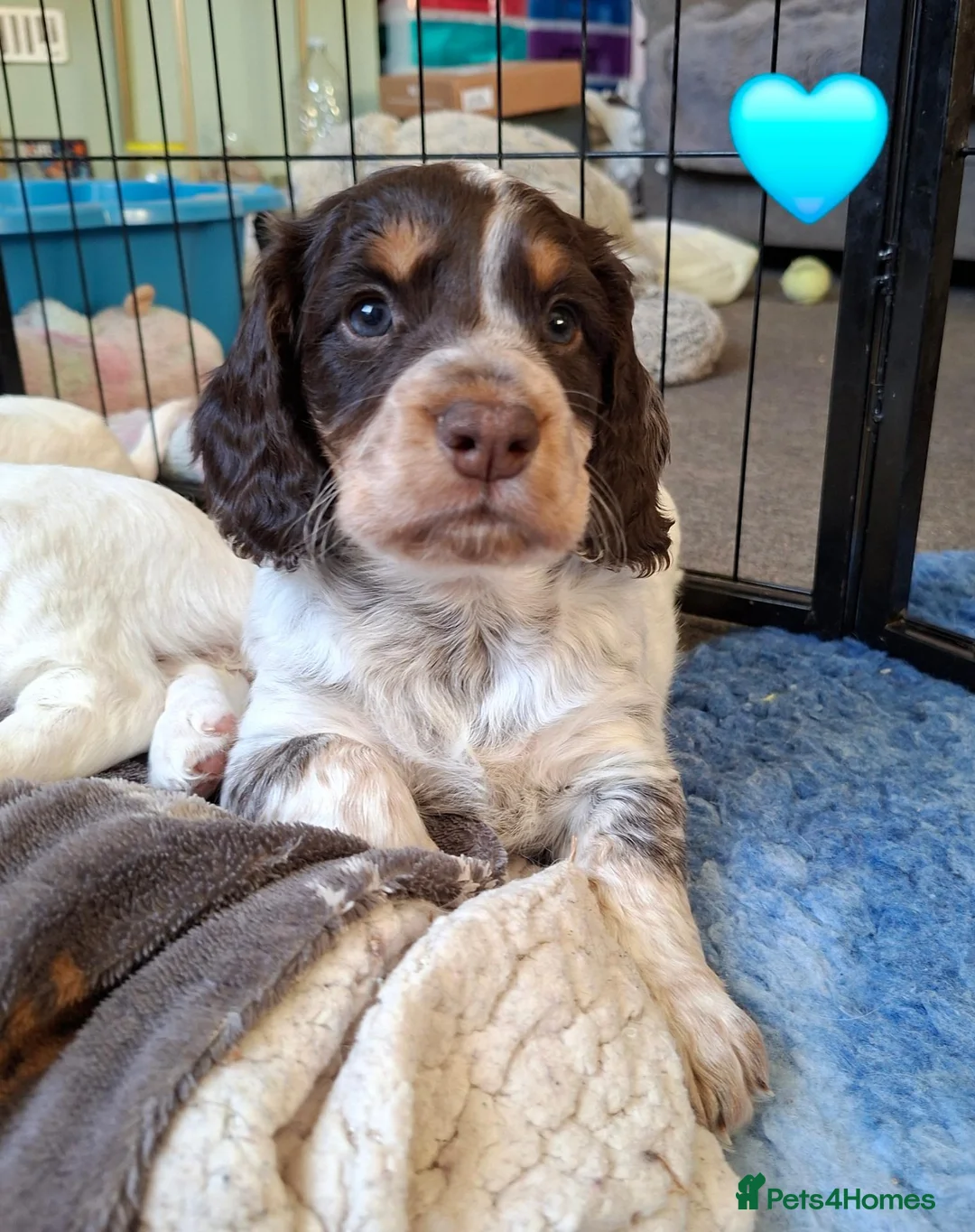 Cocker Spaniel dogs for sale: Working cocker spaniel puppies - Advert 2
