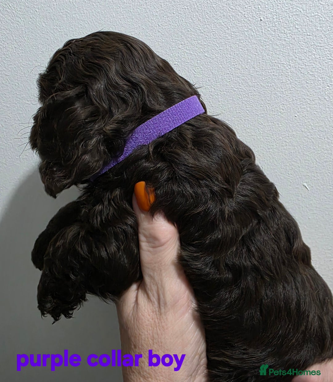 Cockapoo dogs for sale: Stunning f1 cockapoo pups - Advert 14