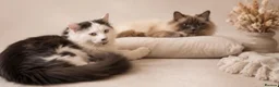 Ragdoll cats for sale: Adorable Ragdoll Cross Kittens – Fluffy - Advert 5