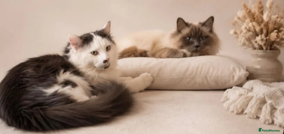 Ragdoll cats for sale: Adorable Ragdoll Cross Kittens – Fluffy - Advert 5