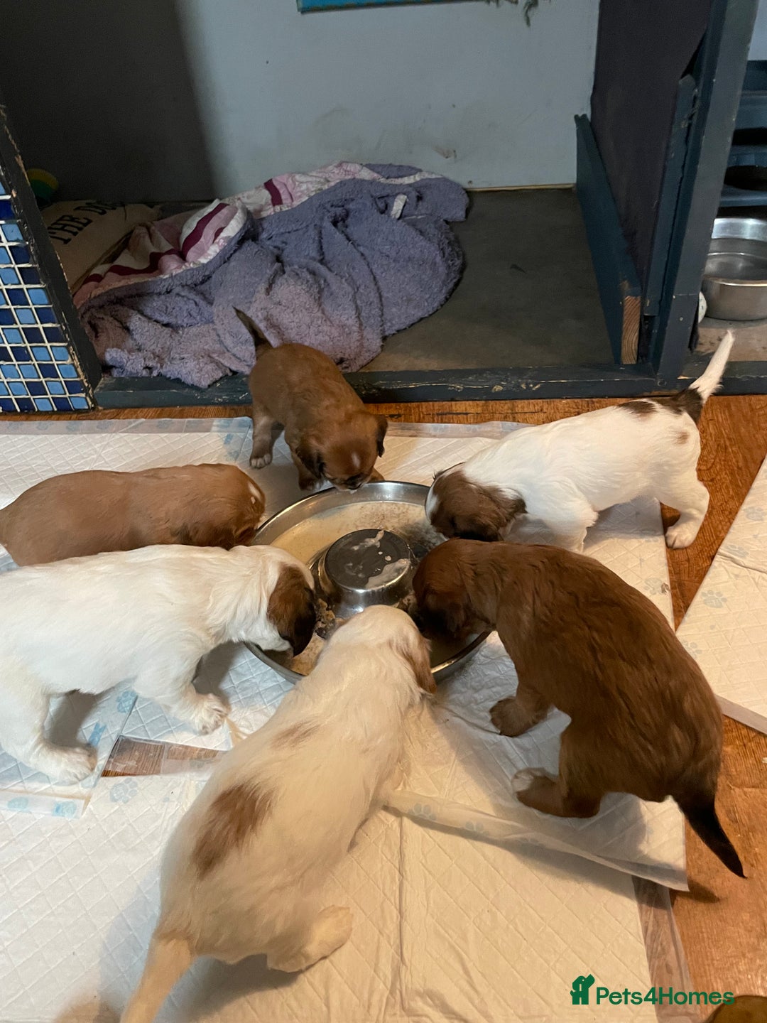 Cavapoo dogs for sale: Beautiful Cavapoo puppies - Image 15