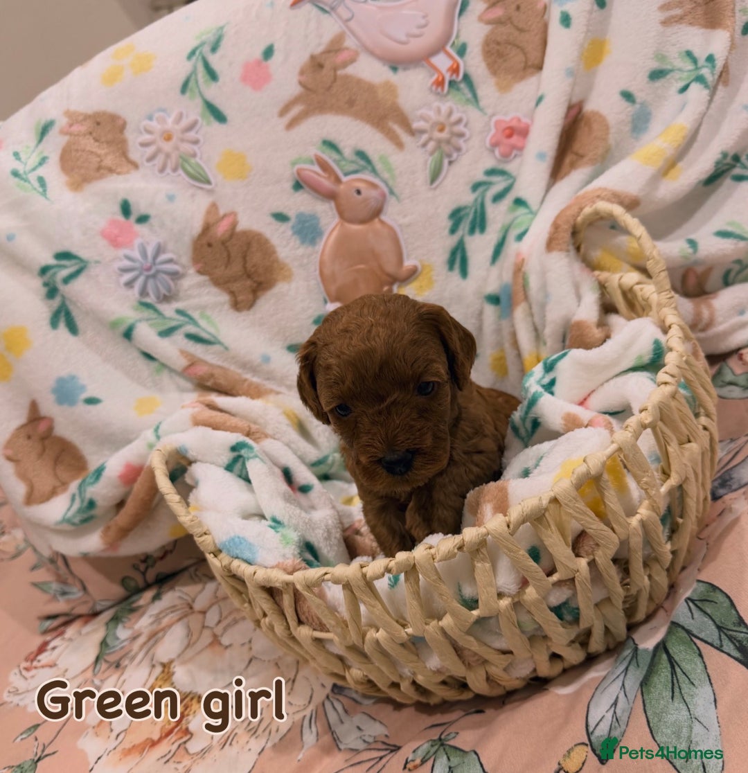 Cavapoo dogs for sale: Cavapoos 5 star licensed breeder - Advert 4