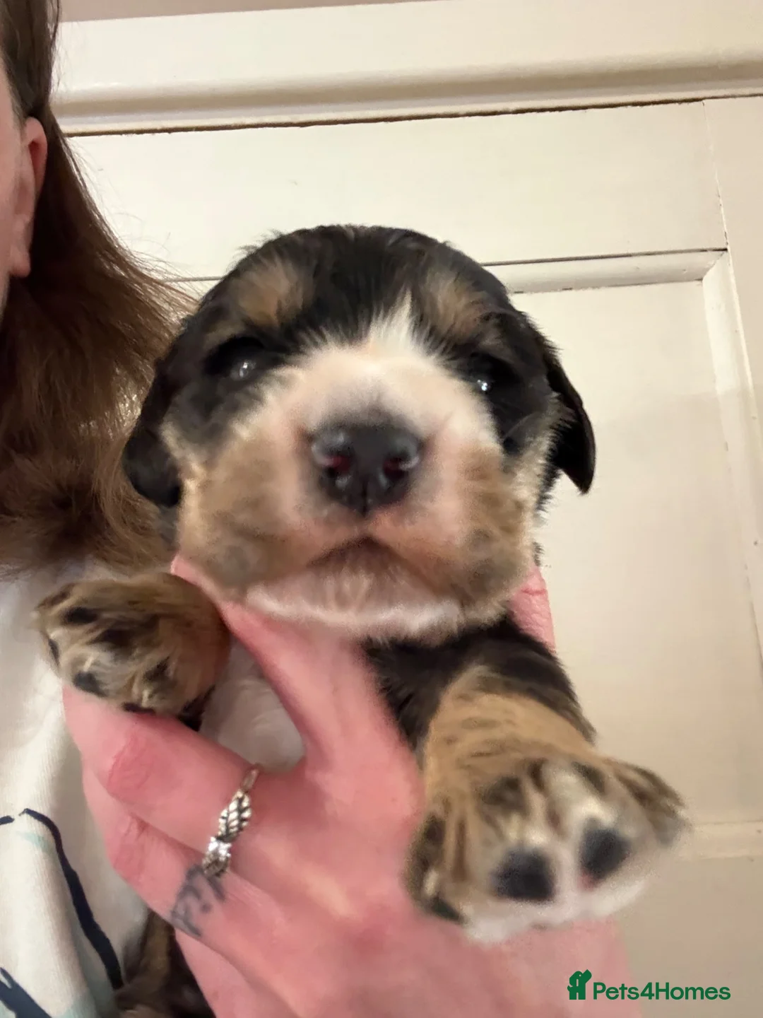 Cocker Spaniel dogs for sale: Beautiful Kc reg show type cocker spaniels  - Advert 1