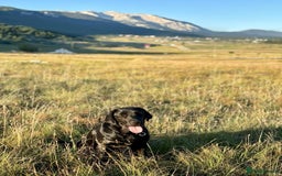 Labrador Retriever dogs for sale: WAITLIST CHAMPION KC BLACK & REDS - 5 STAR LICENSE - Image 6