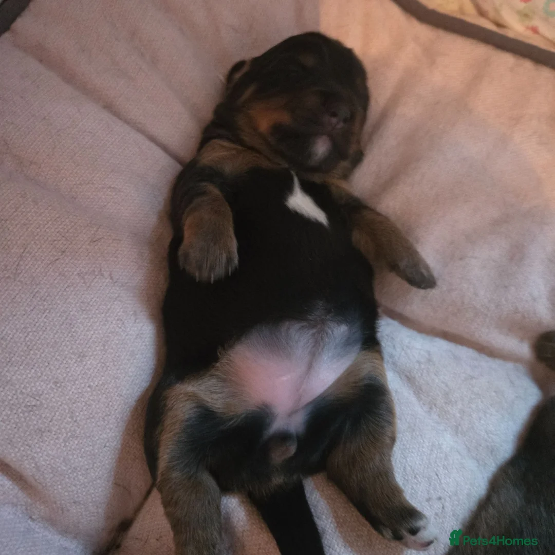 Chiweenie dogs for sale: Chiweenies  in Dagenham - Advert 9