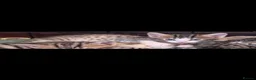 Bengal cats for sale: Beautiful Bengal cross boy - Advert 36