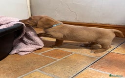 Mixed Breed dogs for sale: BEAUTIFUL GOLDEN BEAGADOR PUPPIES! - Advert 5