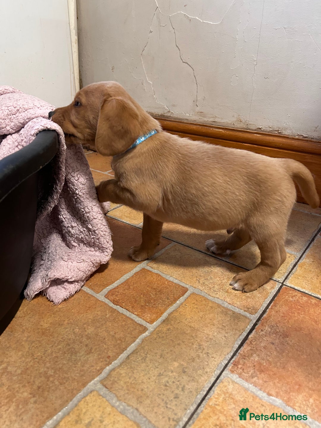 Mixed Breed dogs for sale: BEAUTIFUL GOLDEN BEAGADOR PUPPIES! - Advert 5