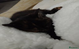 Mixed Breed cats for sale: 3 adorable 6 week old kittens. - Image 20