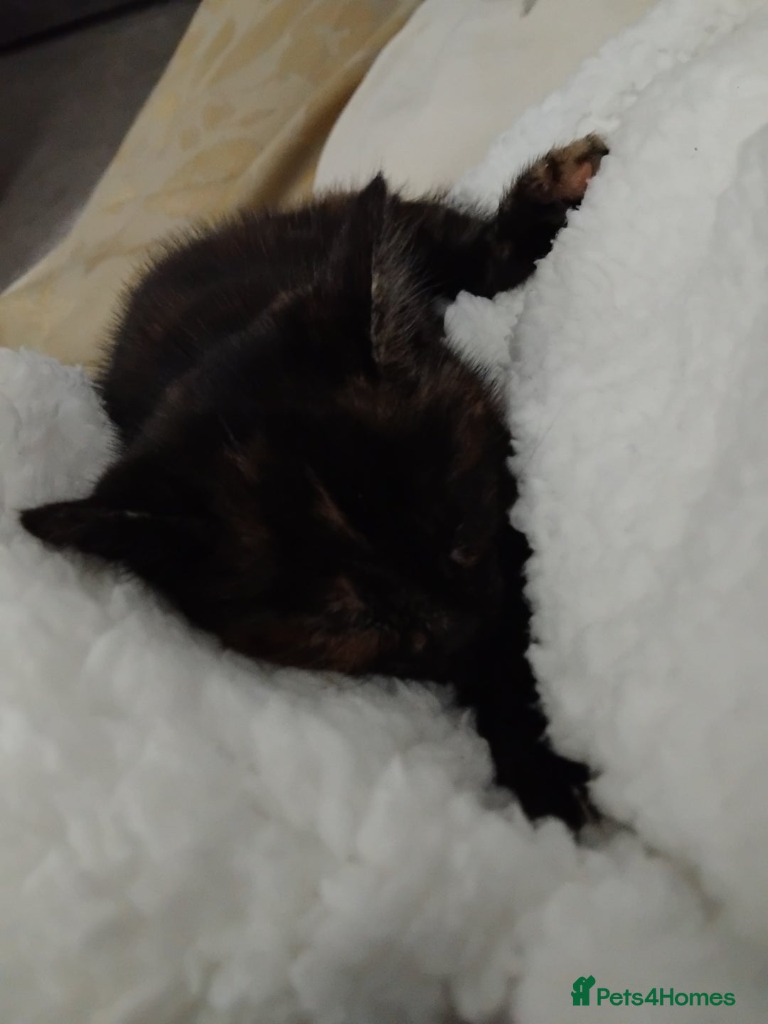 Mixed Breed cats for sale: 3 adorable 6 week old kittens. - Image 20