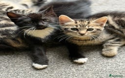 British Shorthair cats for sale: Kittens for Sale - Image 1