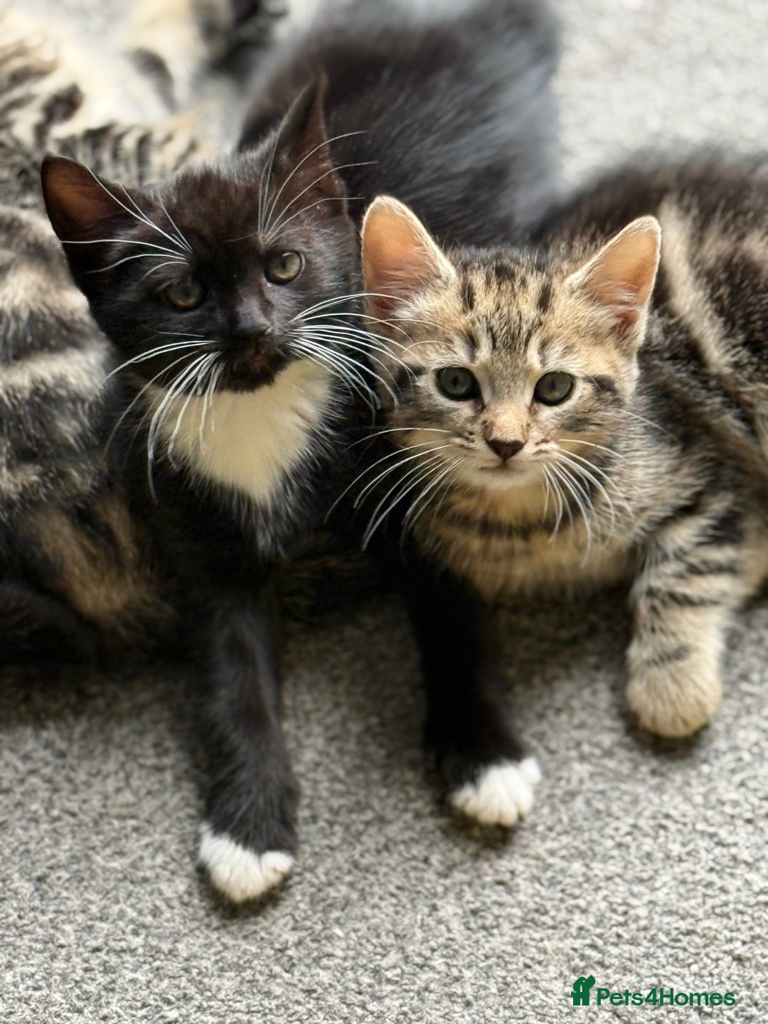 British Shorthair cats for sale: Kittens for Sale - Image 1