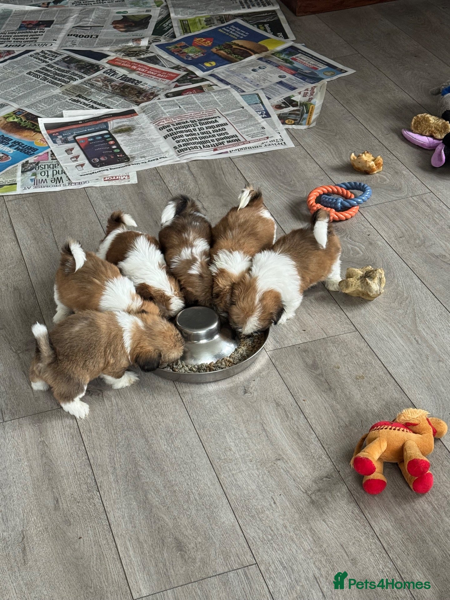 Shih Tzu dogs Beautiful litter of Shih Tzu puppies - Advert 2