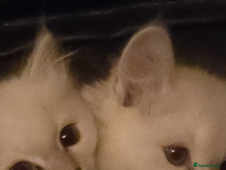 Ragdoll cats 2 female lilac ragdoll kittens 10 weeks old - Advert 14