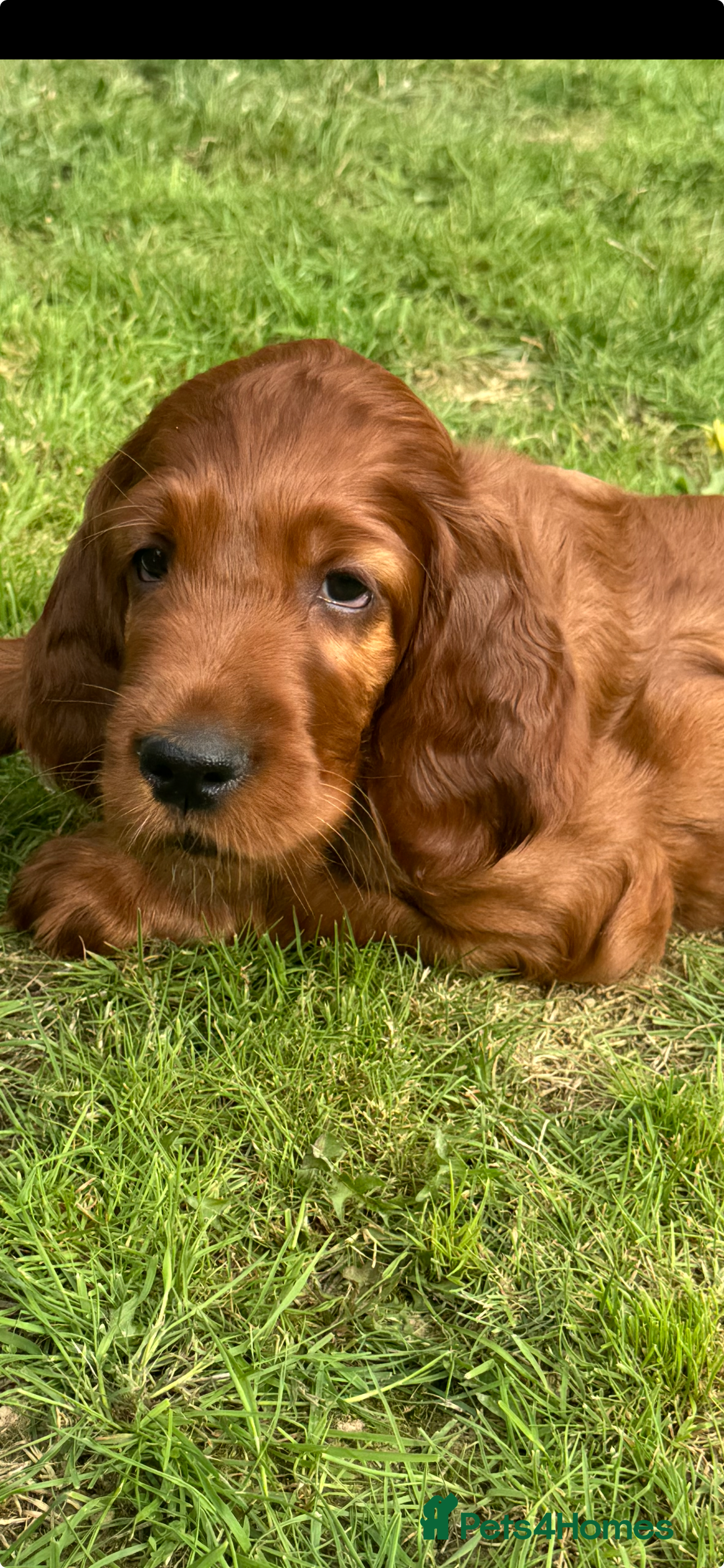 Irish Setter dogs KC registered Irish Setter puppies Bexhill-on-Sea - Advert 2