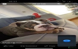 English Bulldog dogs for sale: British bulldog boy for sale - Image 3