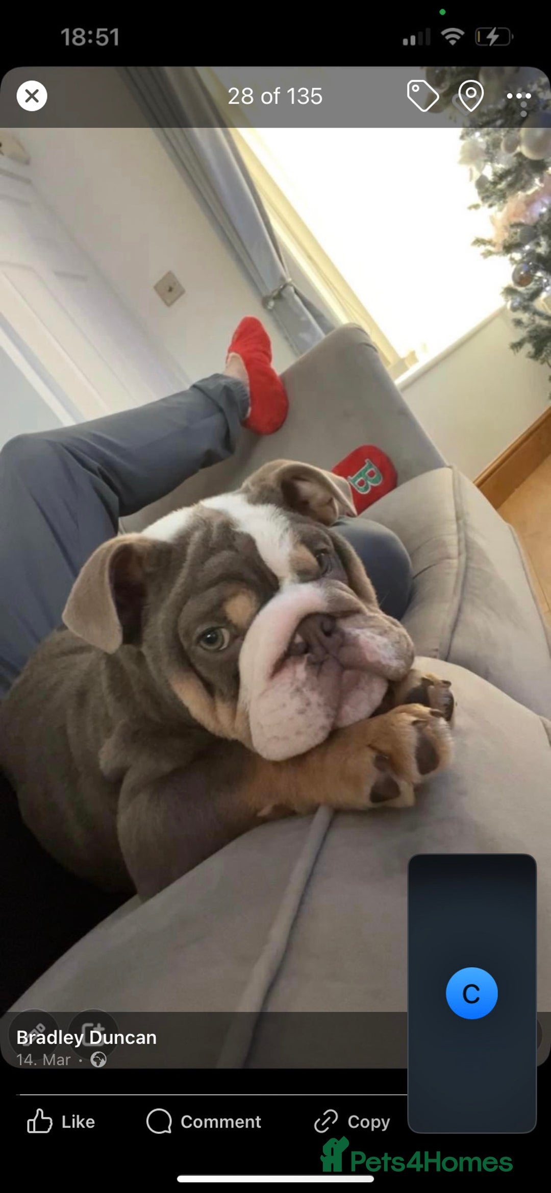 English Bulldog dogs for sale: British bulldog boy for sale - Image 3
