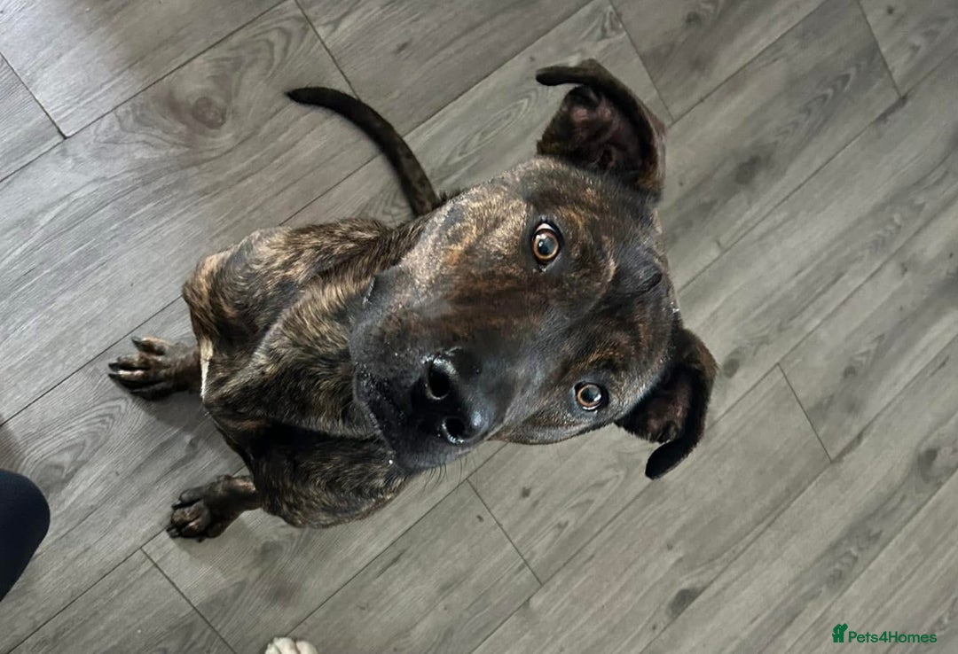 Mixed Breed dogs for sale: Presa Canario X American Bulldog puppies - Advert 5