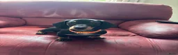 Miniature Dachshund dogs for sale: Black and tan miniature dachshund puppies   - Advert 18