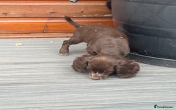 Cocker Spaniel dogs for sale: KC Working Cocker Spaniels available now - Image 10