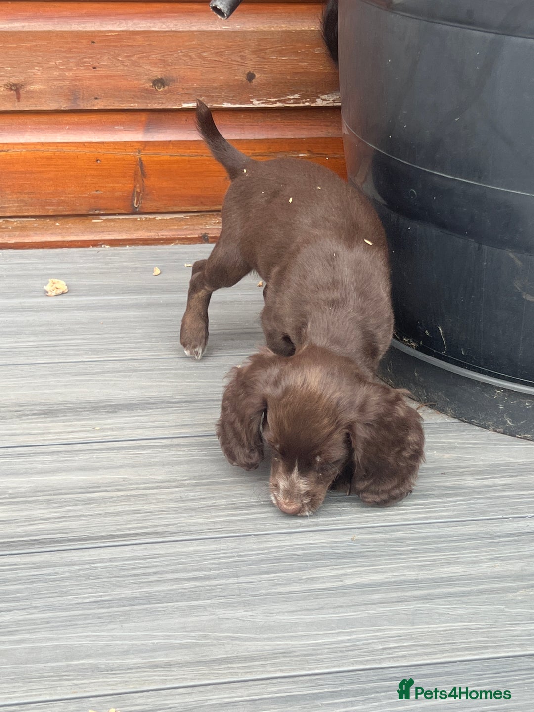 Cocker Spaniel dogs for sale: KC Working Cocker Spaniels available now - Image 10