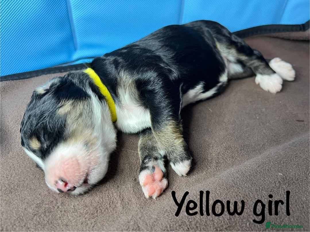 Bernedoodle dogs for sale: Exceptional F1 Bernedoodle Puppies - Advert 33